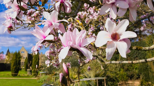 Pink magnolias in front of Nymans house on a sunny day.